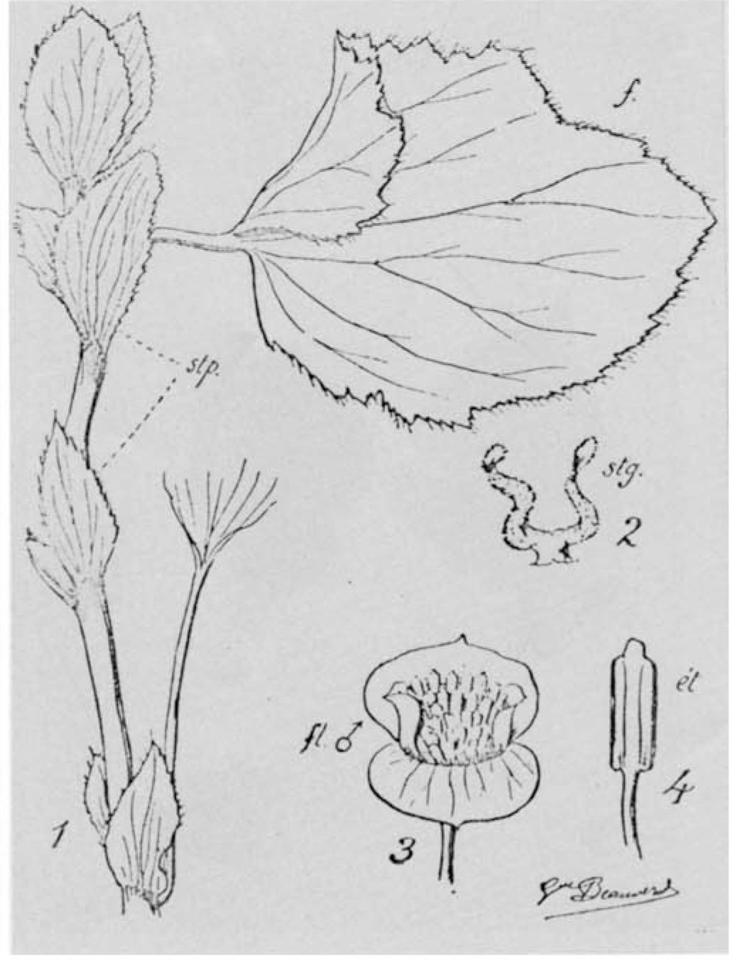 B. obovatistipula